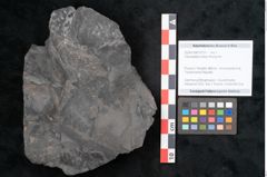 Foto (Objekt + Etikett) von Odontopteris minor Brongniart (NHMW-GEO-2024-0188-10721)